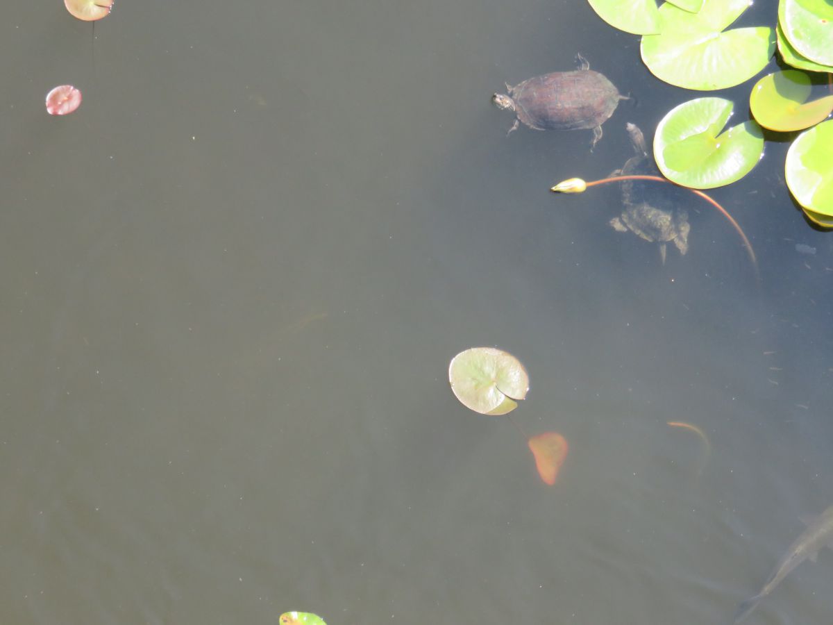 imagini hotel jiva beach fethiye